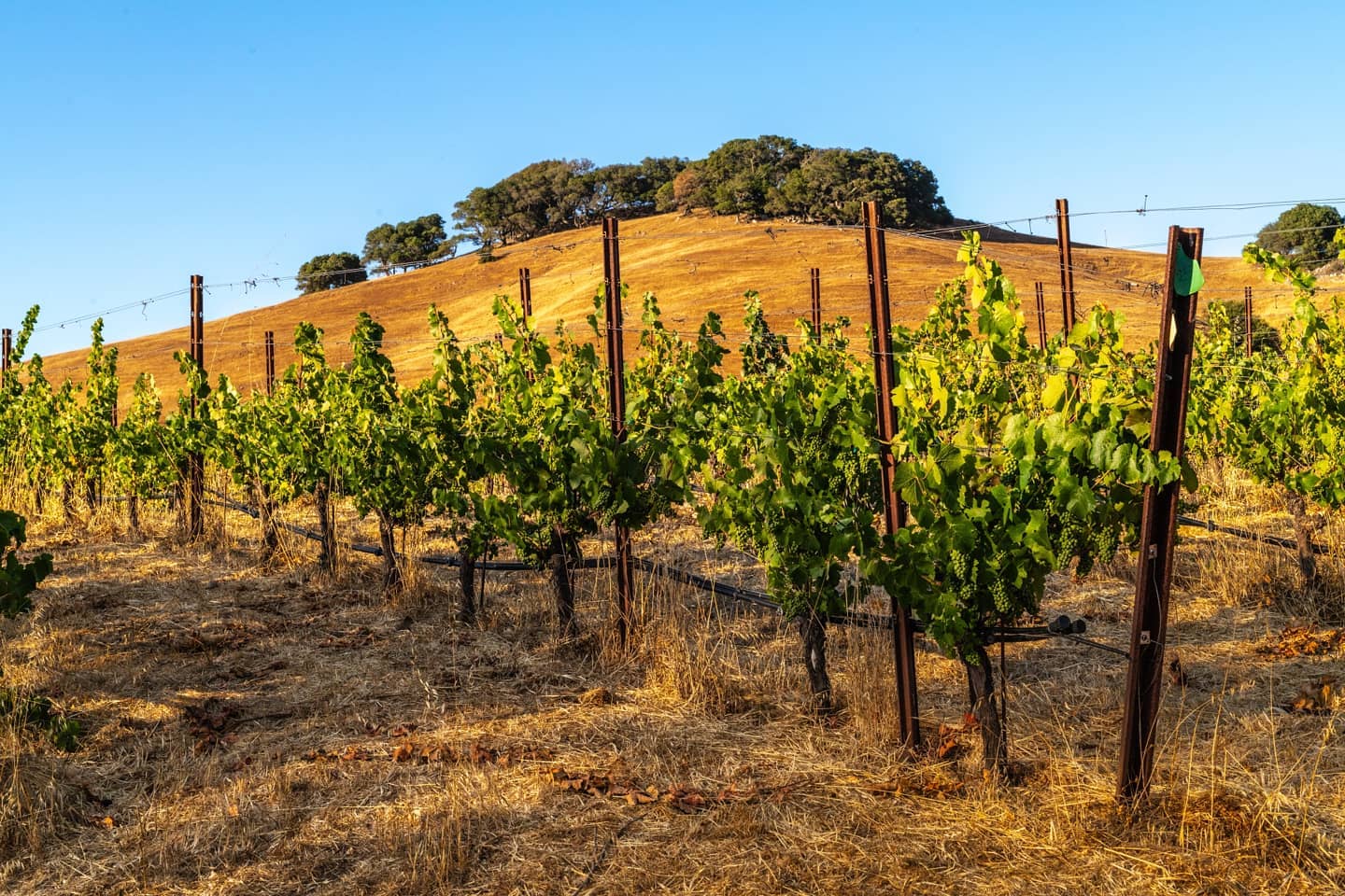 Row of vines pictured in front of a small hill