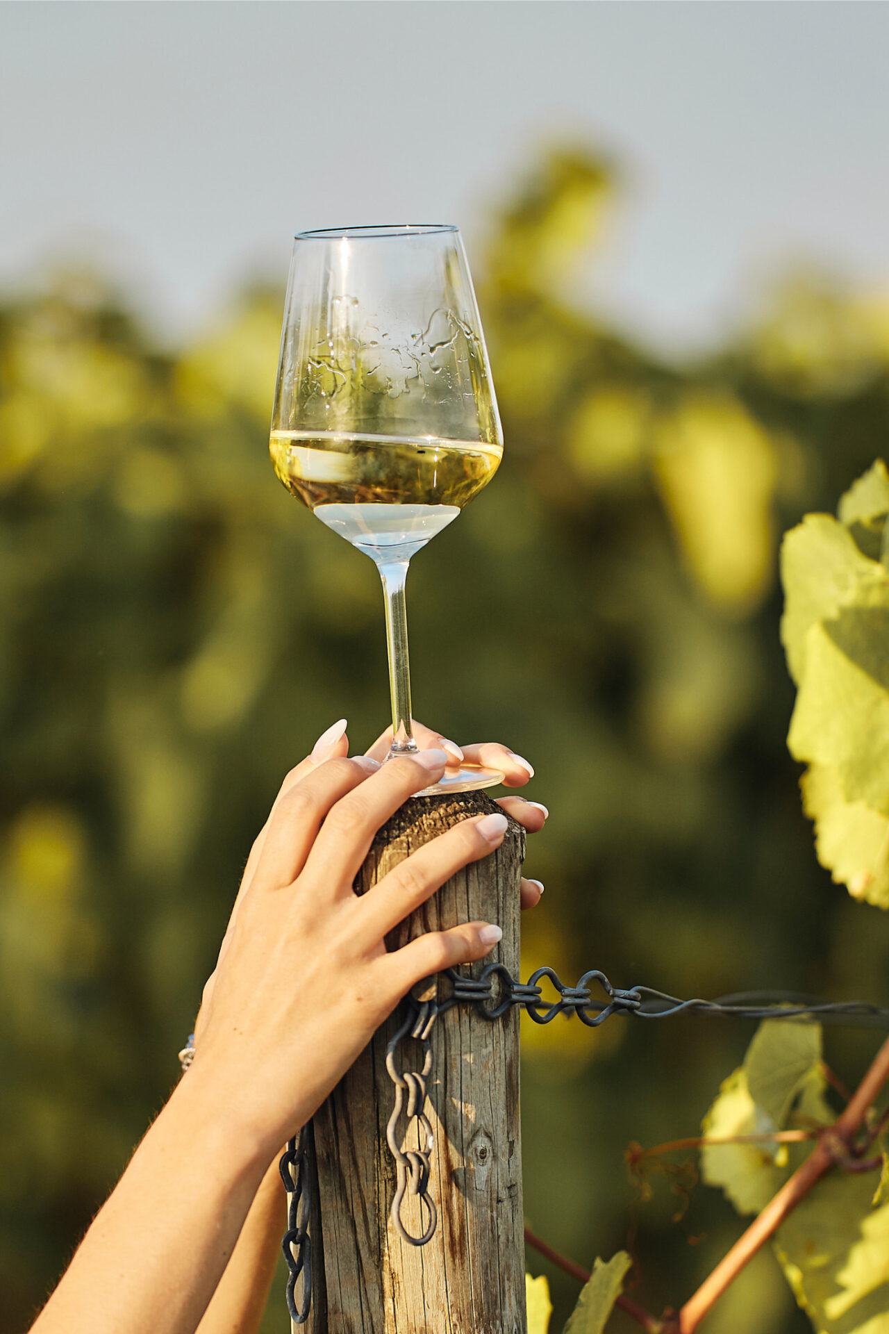 Traminette Wine - white wine in a glass in a vineyard
