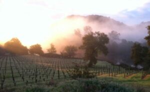 Morning Fog rolling over a vineyard in Atlas Peak