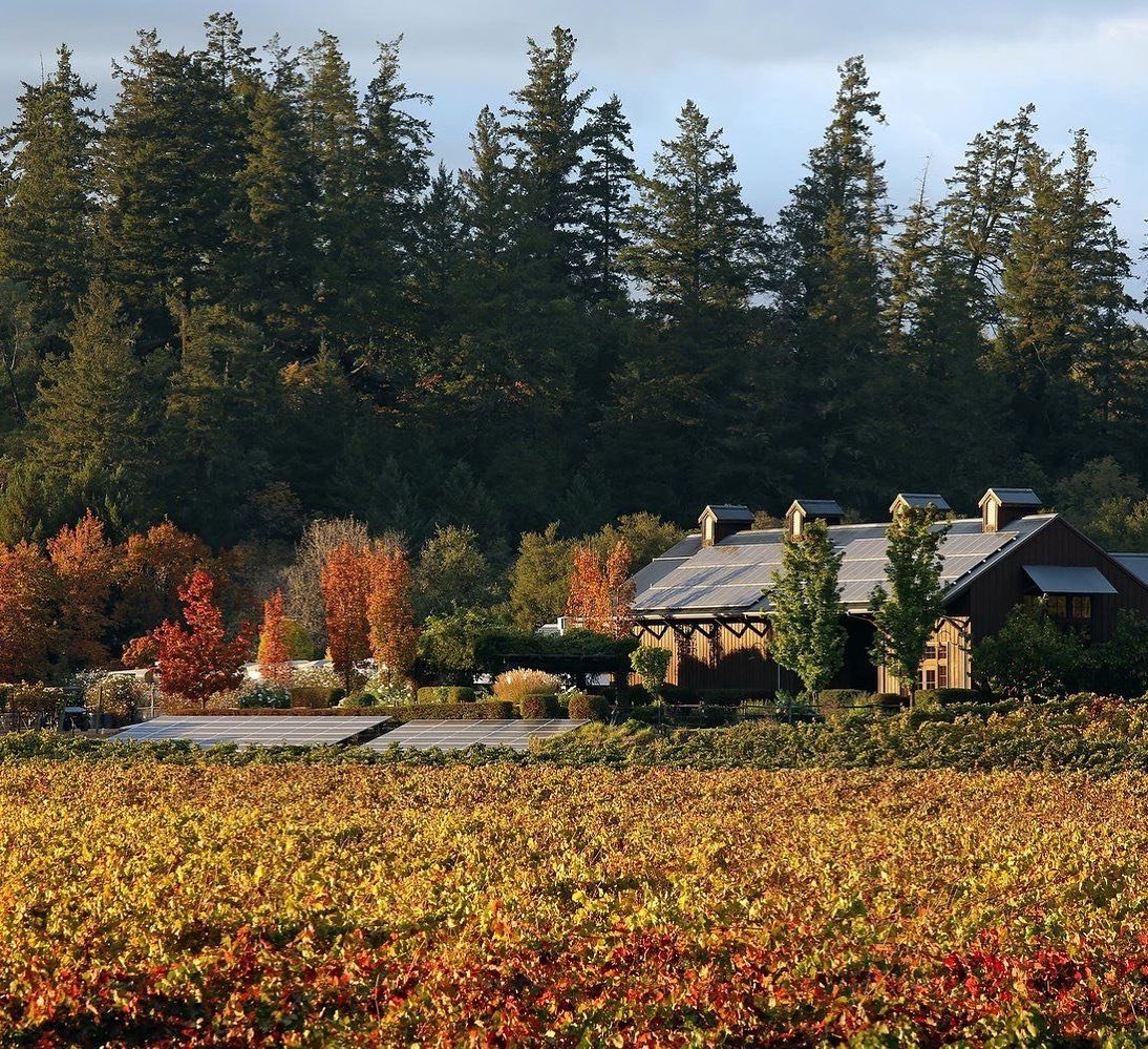 Small log cabins overlooking a view of a vineyard