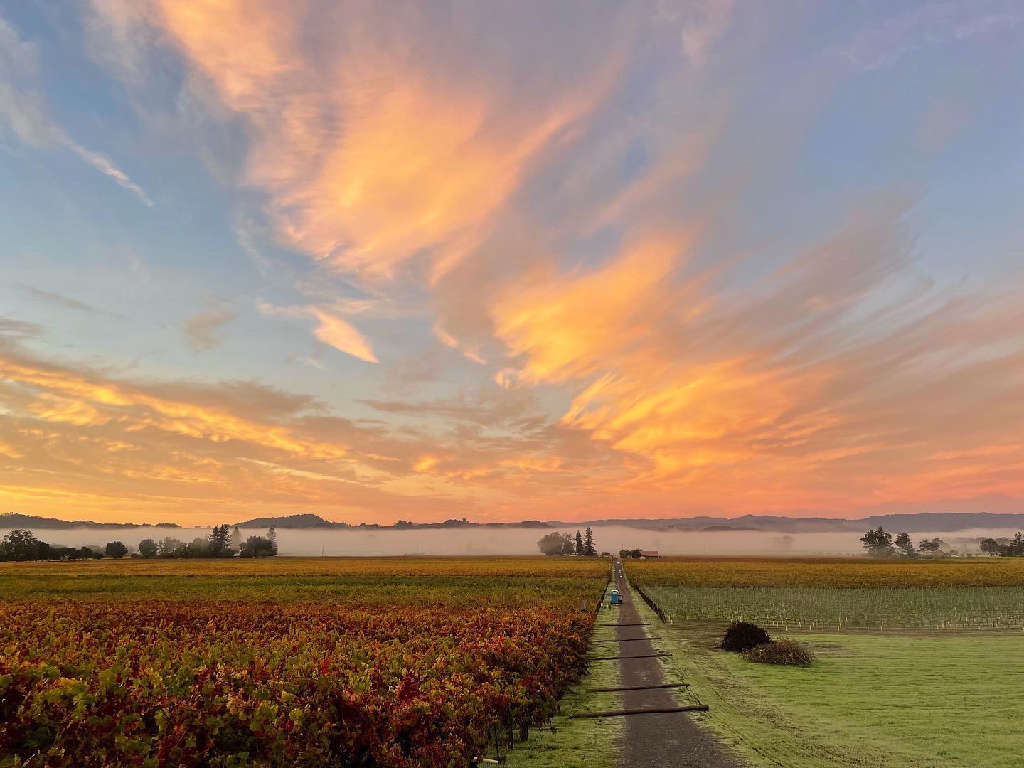 Sunset over a picturesque vineyard