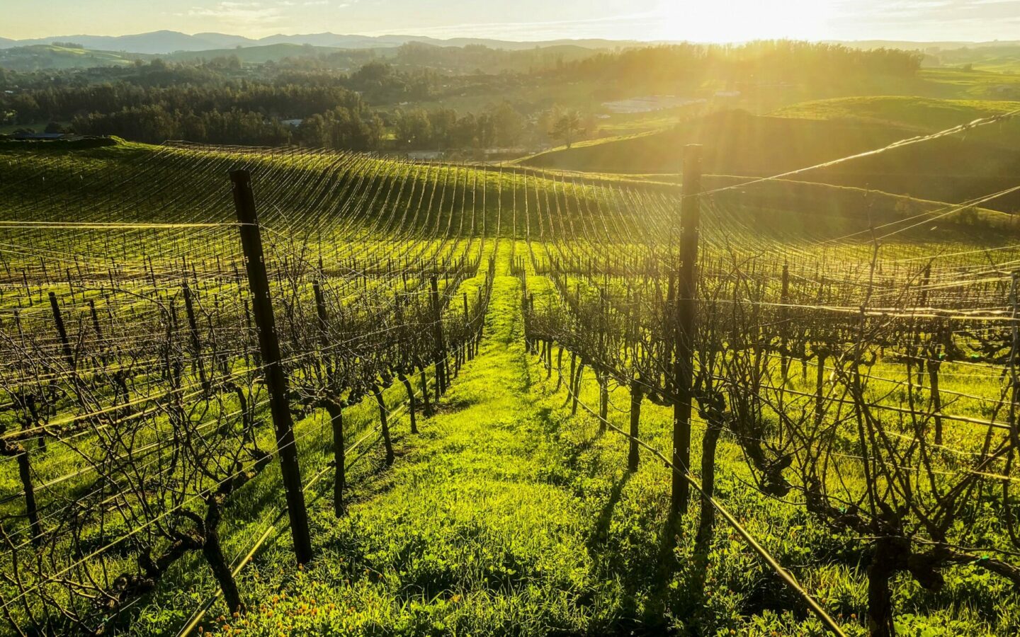 Rows of vines photographed at sunset