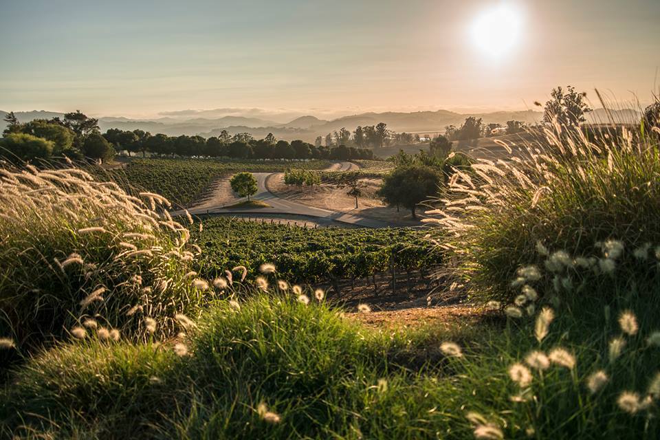 Views of rolling hills and vineyards in the background