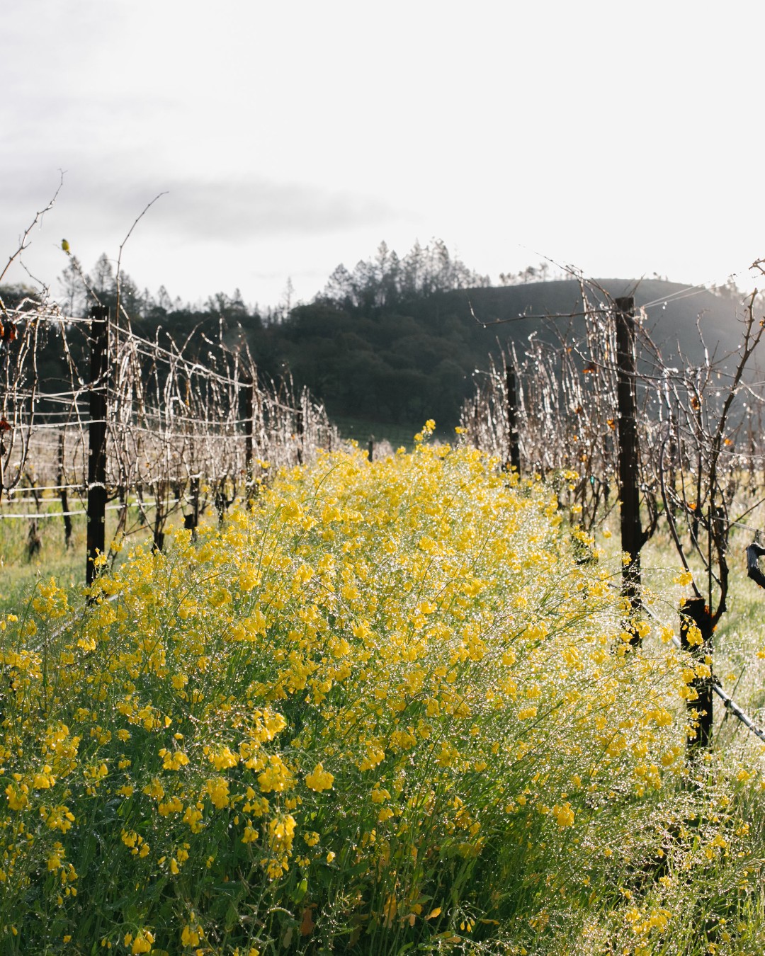 Wildflowers growing between vineyard rows at Medlock Ames in Alexander Valley, Sonoma County, CA