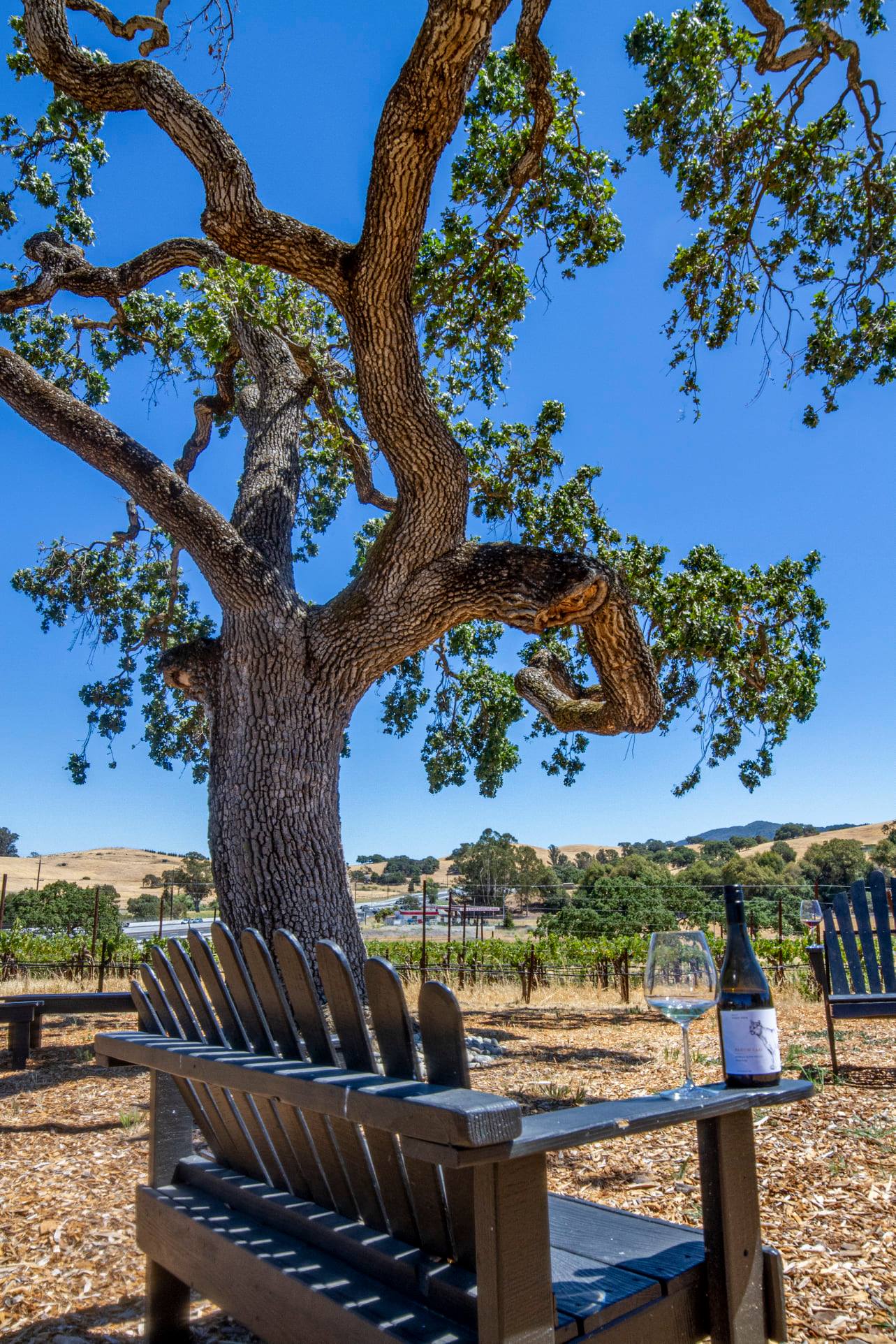 Large Adirondack chair with a bottle of wine resting on the arm rest, pictured in front of an old oak tree