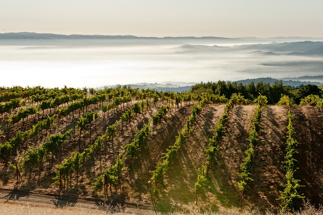 Ridge view of rolling vineyard hills with fog rolling in