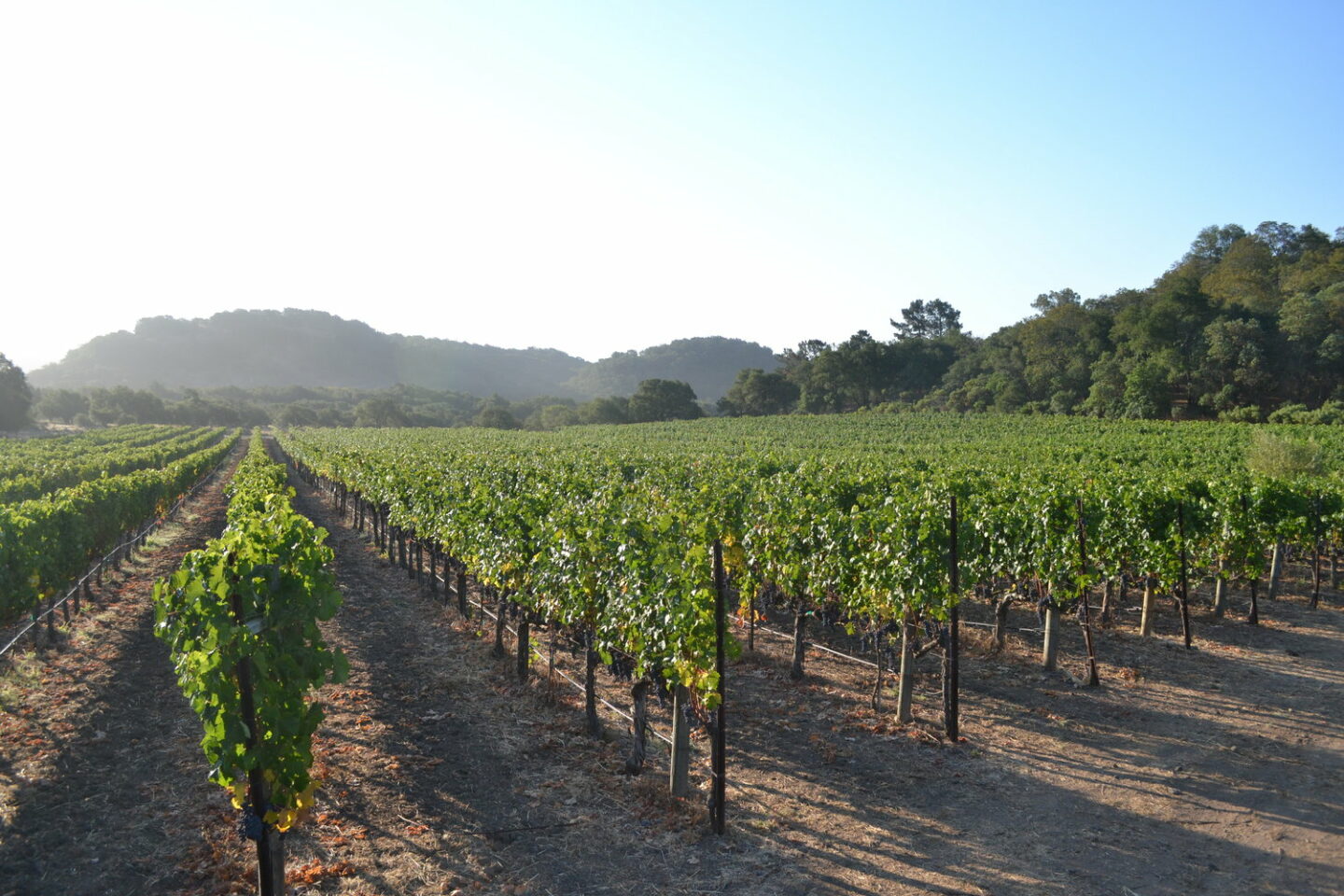Rows of vines planted at Sill Family Vineyards
