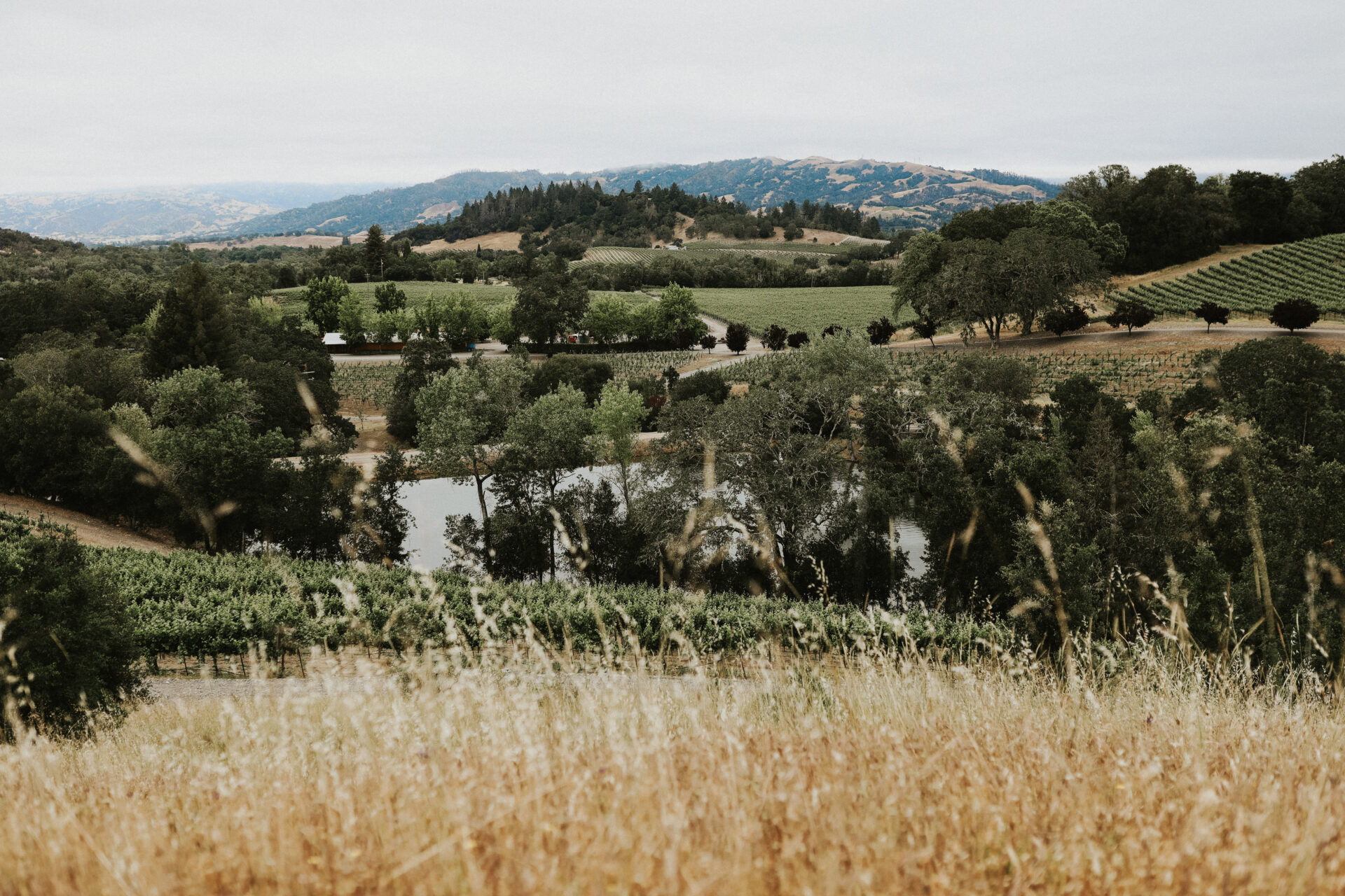 View overlooking Sturo Vineyard in Alexander Valley, CA