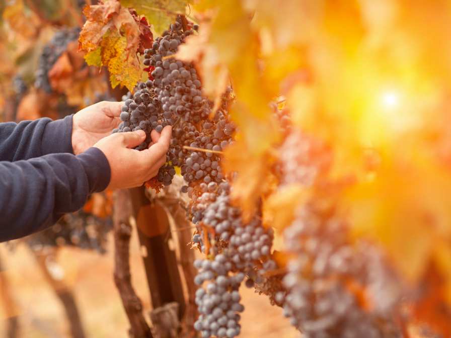 Dornfelder grapes in the vineyard with man's hand holding