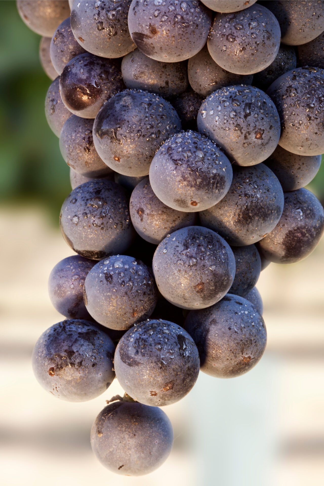 Corvina grapes