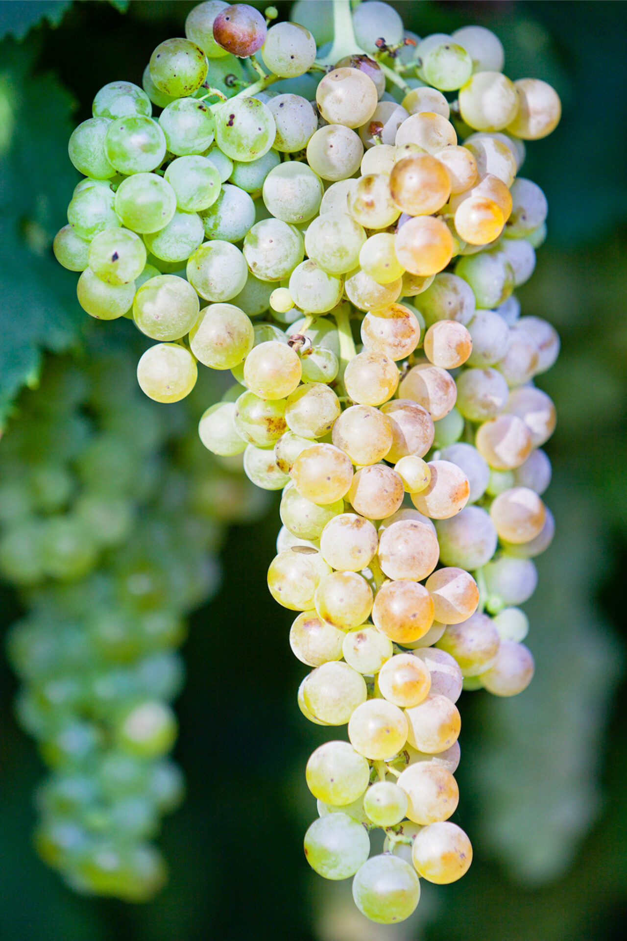 Garganega grapes hanging on vine