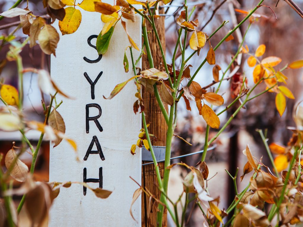 Syrah wine vineyard sign