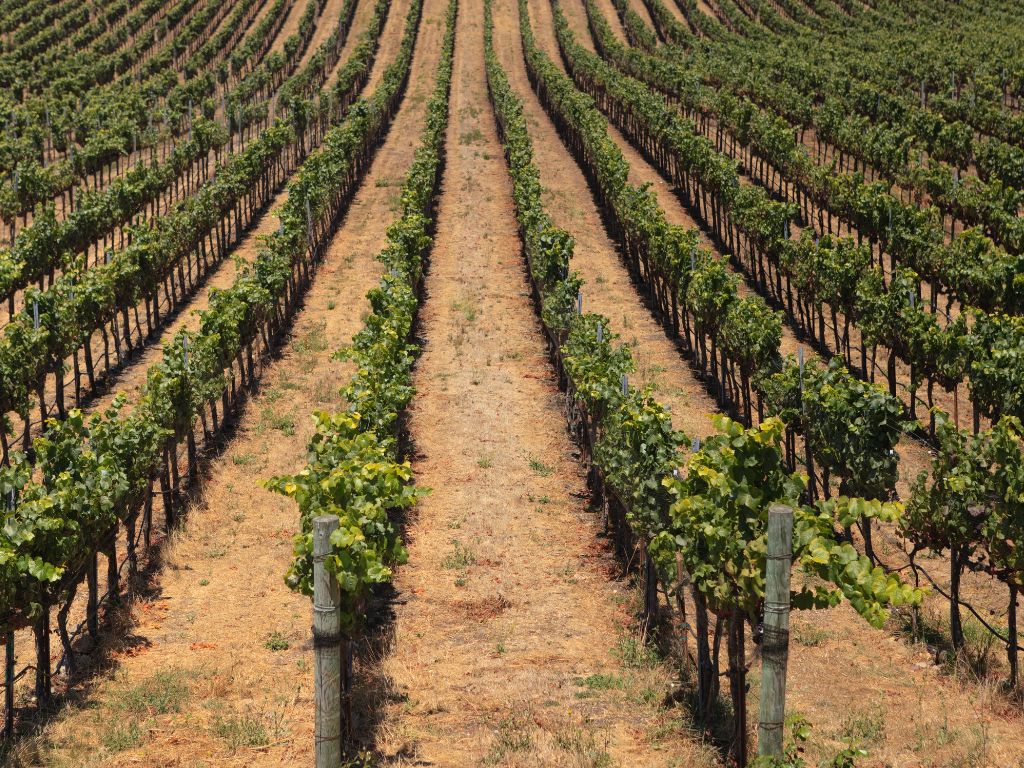 Vineyards in Champagne