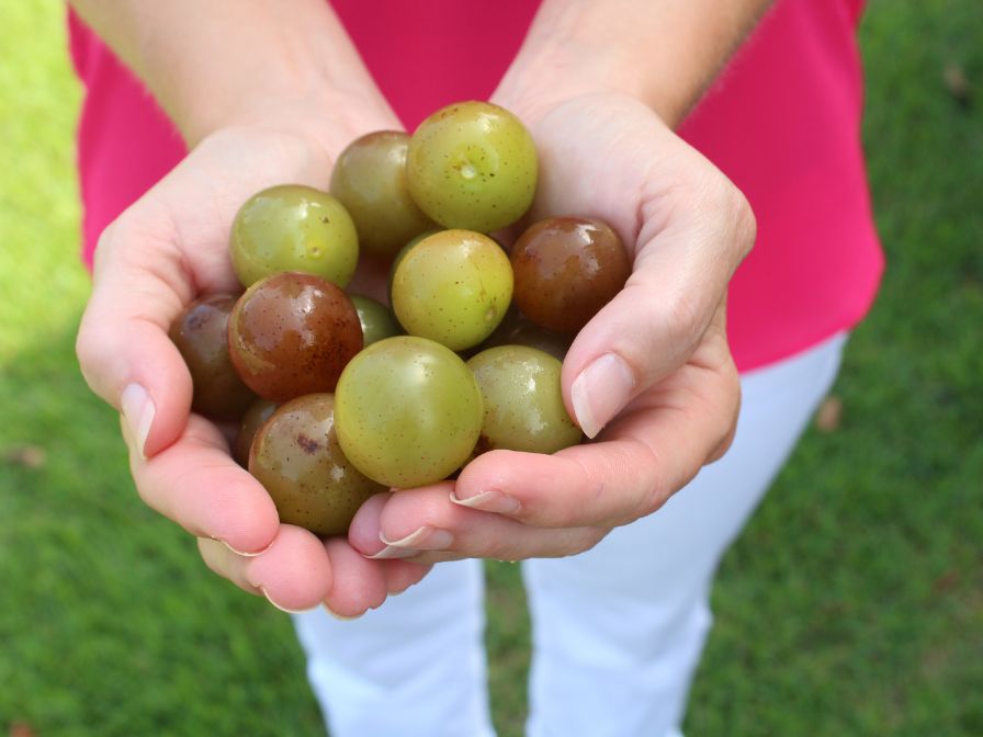 Large muscadine grapes in a woman's hands