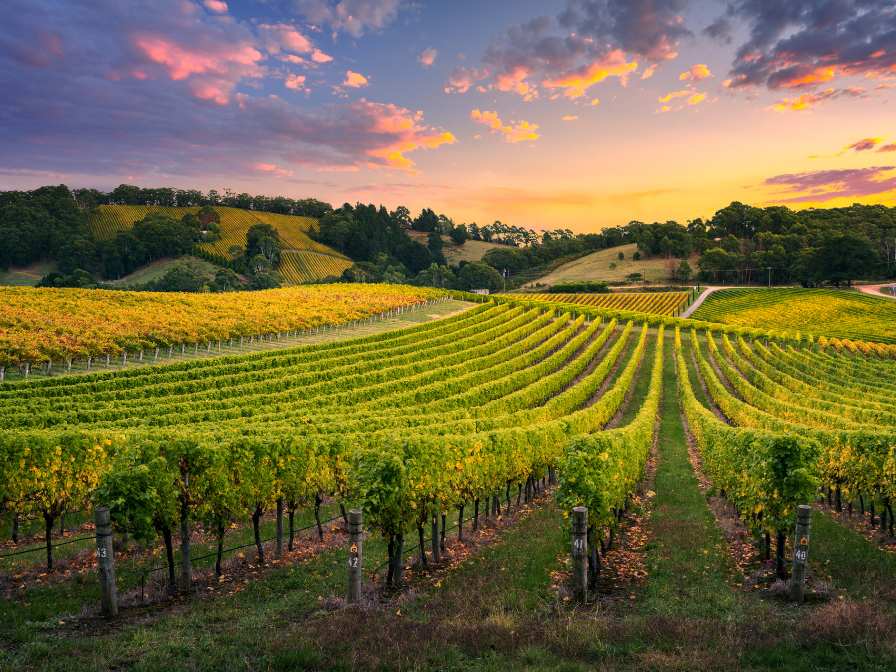 Dornfelder vineyards in Germany at sunset