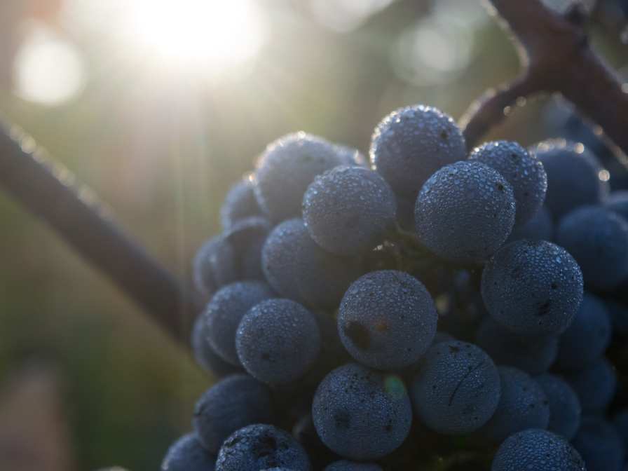 Cabernet Pfeffer grapes