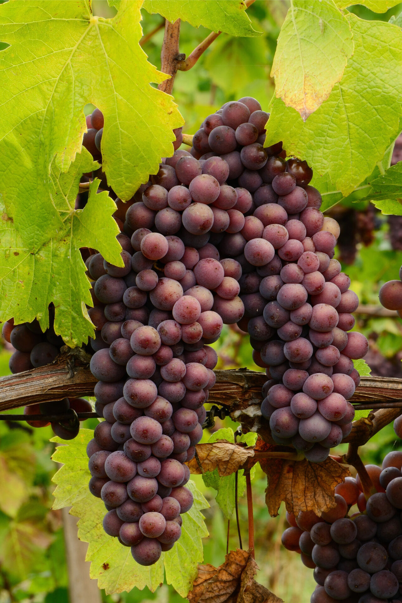 Pinot Meunier Grapes