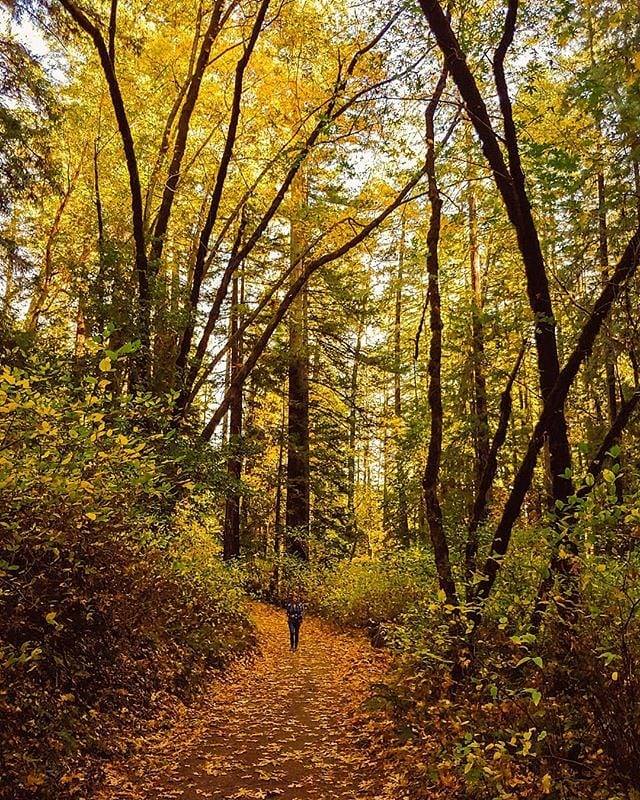 Autumn leaves falling on an empty hiking trail in Bothe-Napa Valley State Park