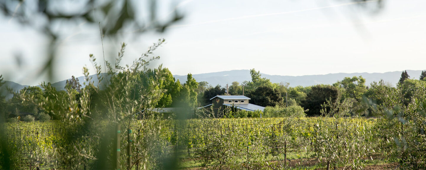 Distant view of vineyard tasting room, taken from inside the rows of vines