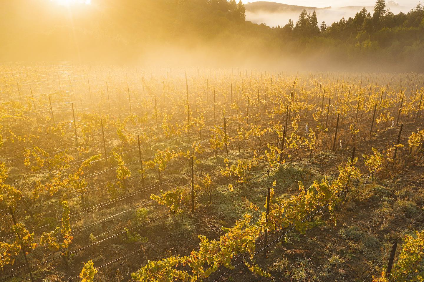Fog rolling into the vineyard at sunset