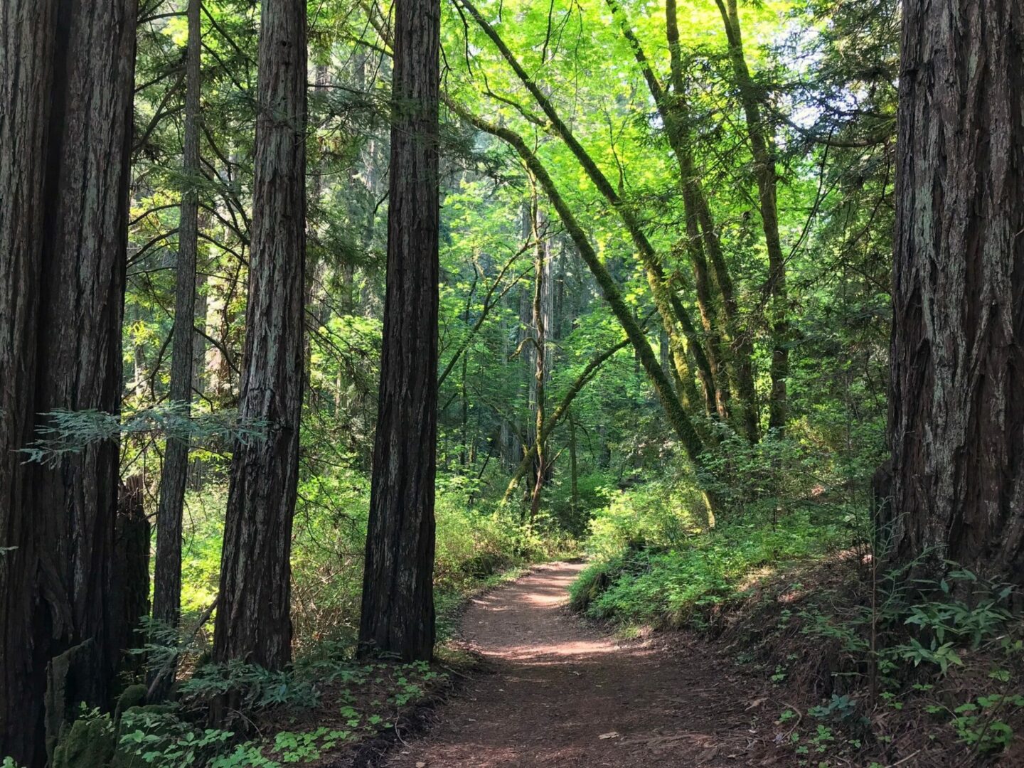 Hiking trail covered in the shade of redwood trees