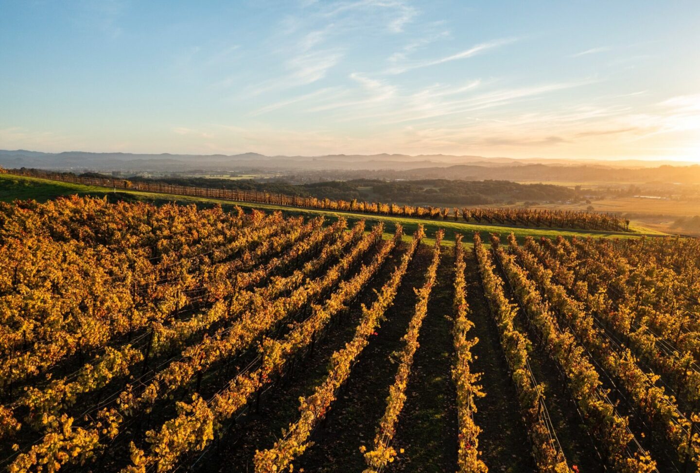 Ariel view of vineyard rows at Kosta Browne Winery