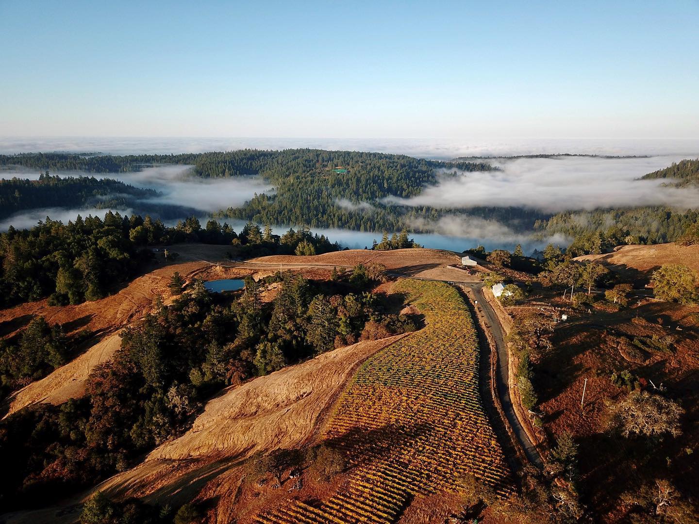 Ariel view of vineyard, redwoods, and fog on the horizon