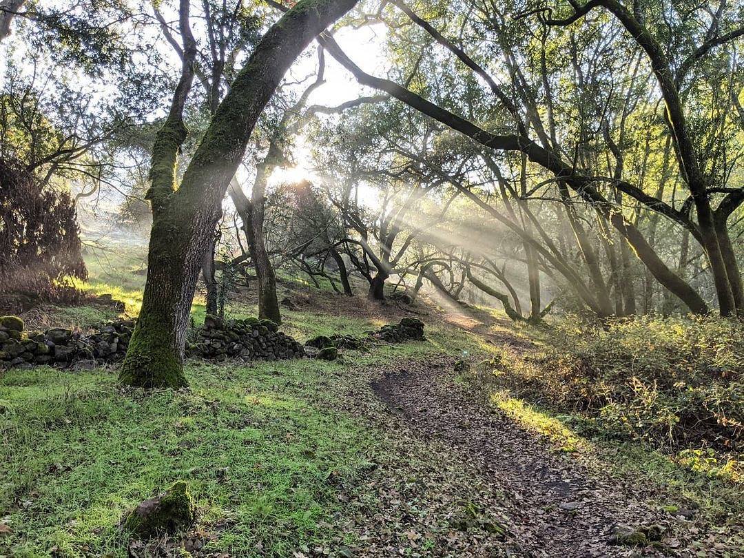 Sunlight coming through the trees at Skyline Wilderness Park outside of Napa