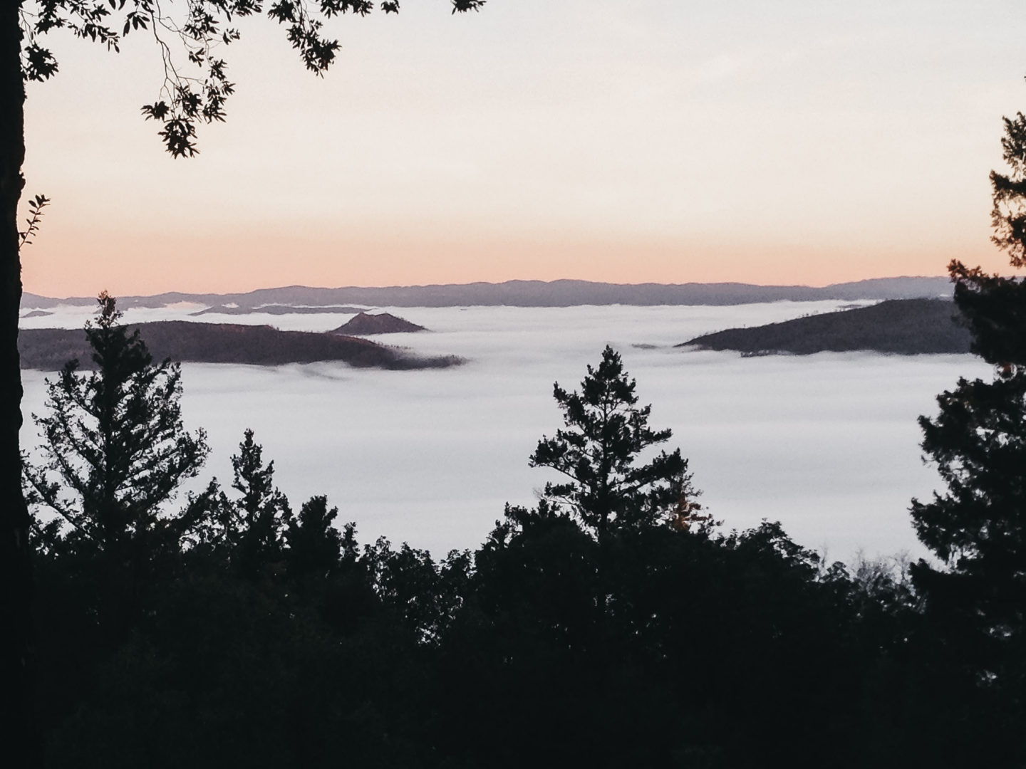 Tree line covers in fog at sunset at Angwin Estate Vineyards