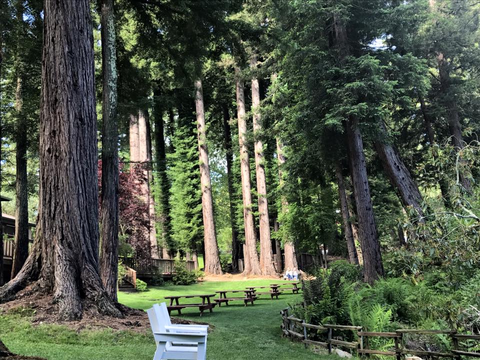 Picnic benches and outdoor seating set amongst towering redwoods