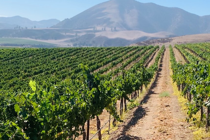 Vineyard rows with view of the mountain in the distance