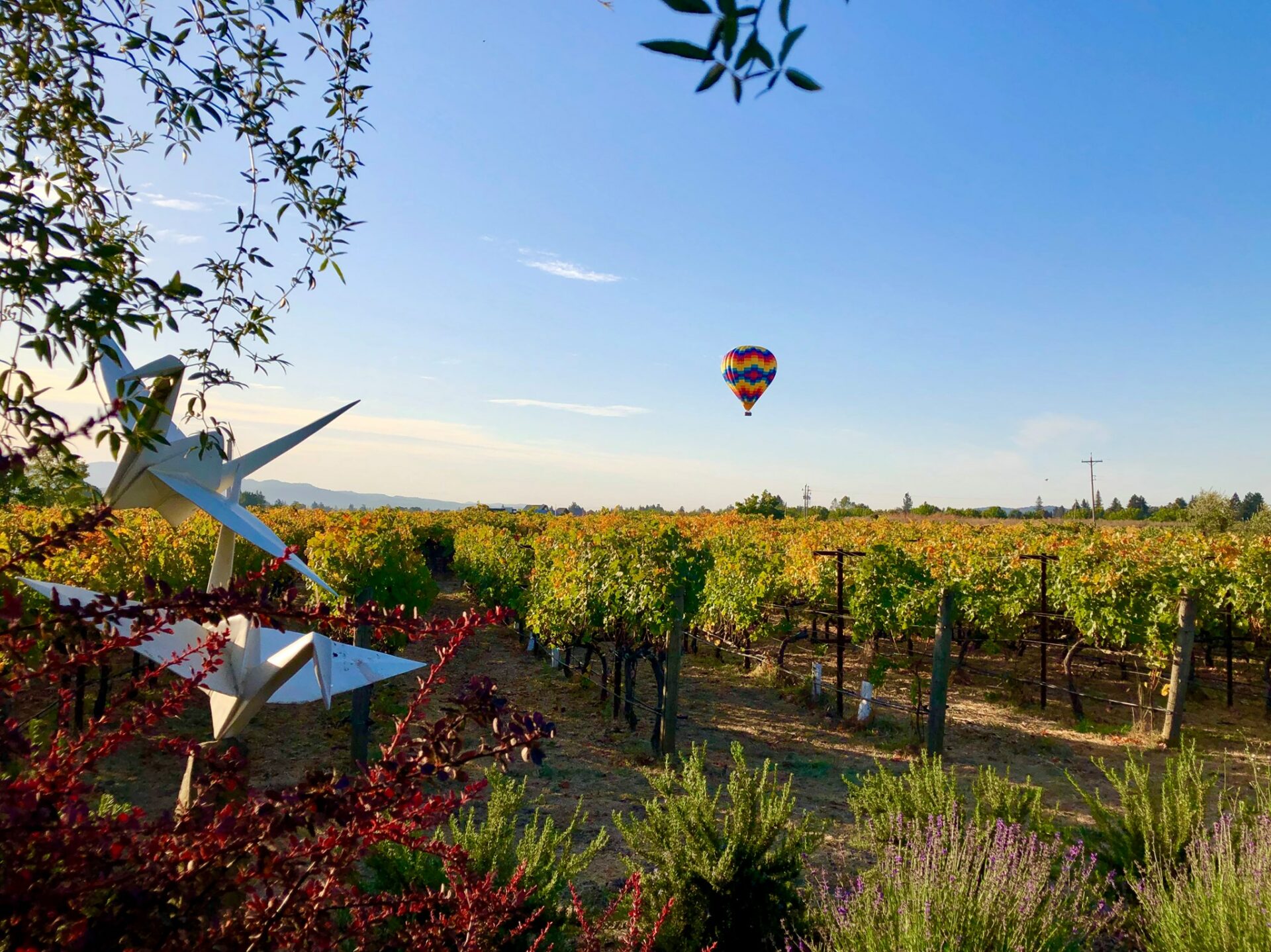 Image of a hot air ballon floating above a vineyard in Napa Valley, CA