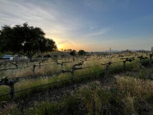 Sunset falling over the vineyard rows at Bent Creek Winery in Livermore, CA