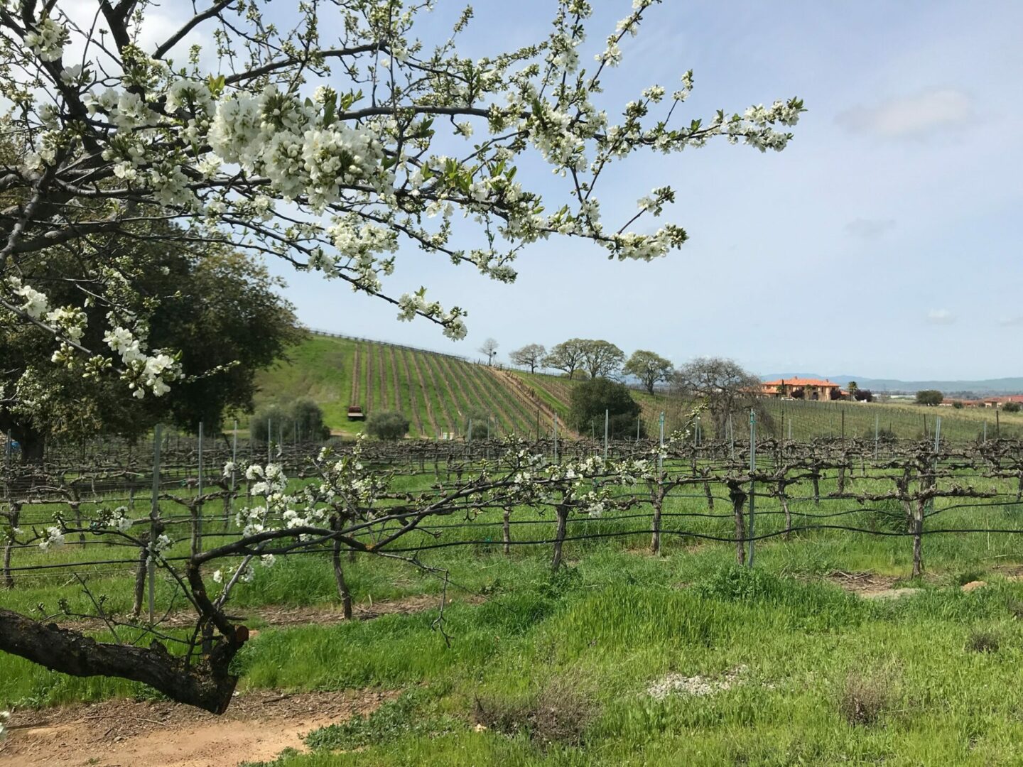 Flowers in bloom in early spring at Bent Creek Winery
