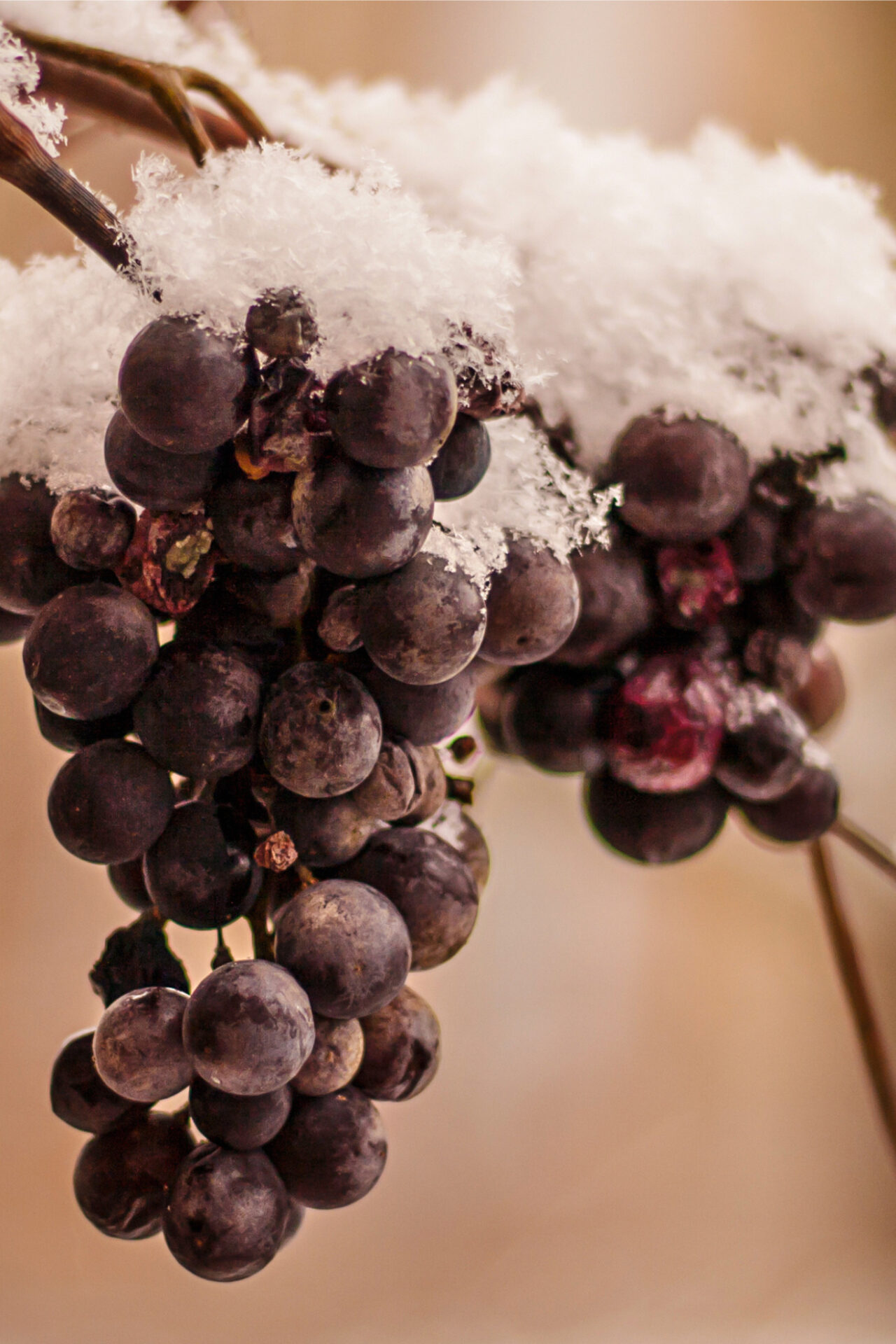 Ice Wine grapes with snow on vineyard