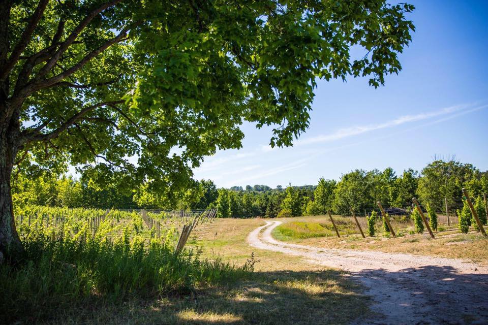 Vineyard along a windy road in Michigan