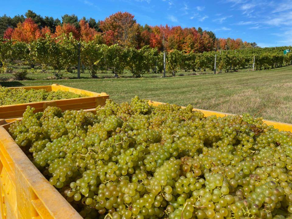 Grapes being harvested at Chateau Fontaine