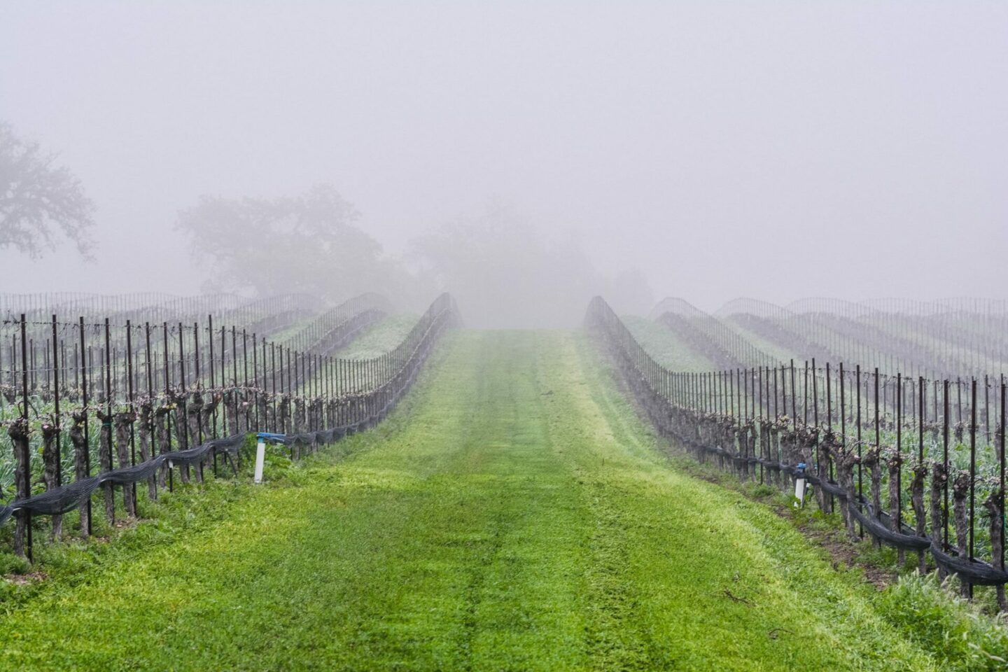 Fog rolling in over a vineyard