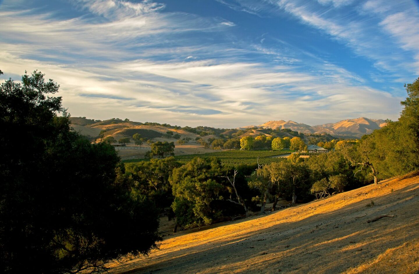 Rolling hills at Fess Parker Winery and Vineyard, Los Olivos, CA