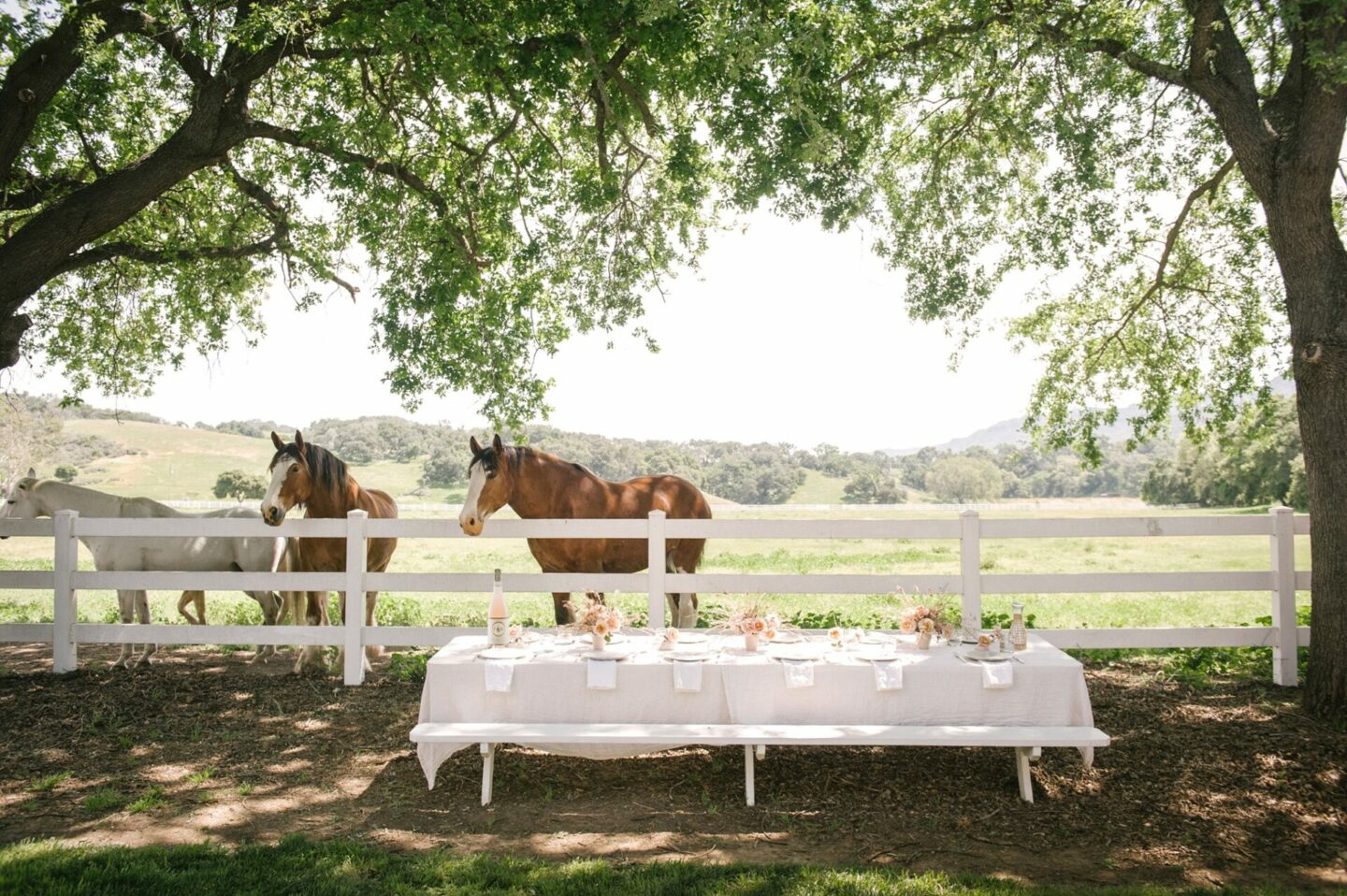 Horses behind a fence and a table set for a wine tasting