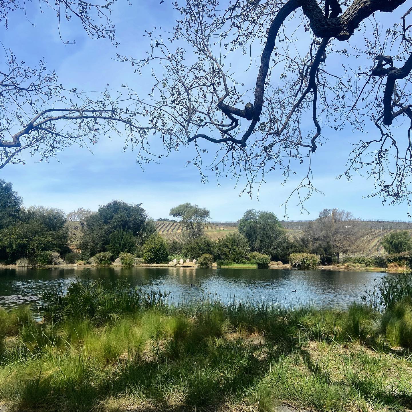 Pond near vineyard vines