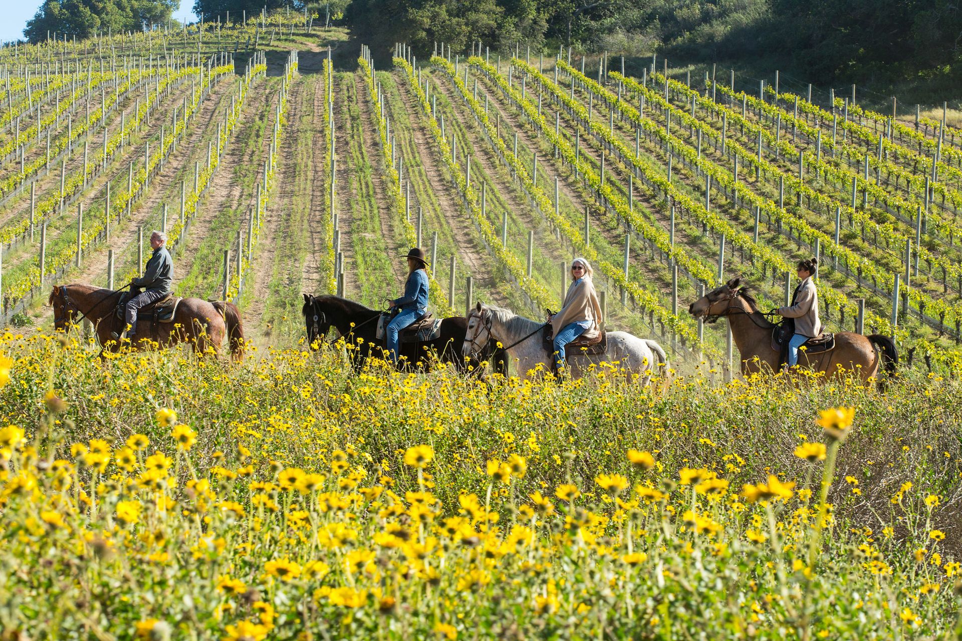People riding a horse in an estate vineyard in Santa Barbara
