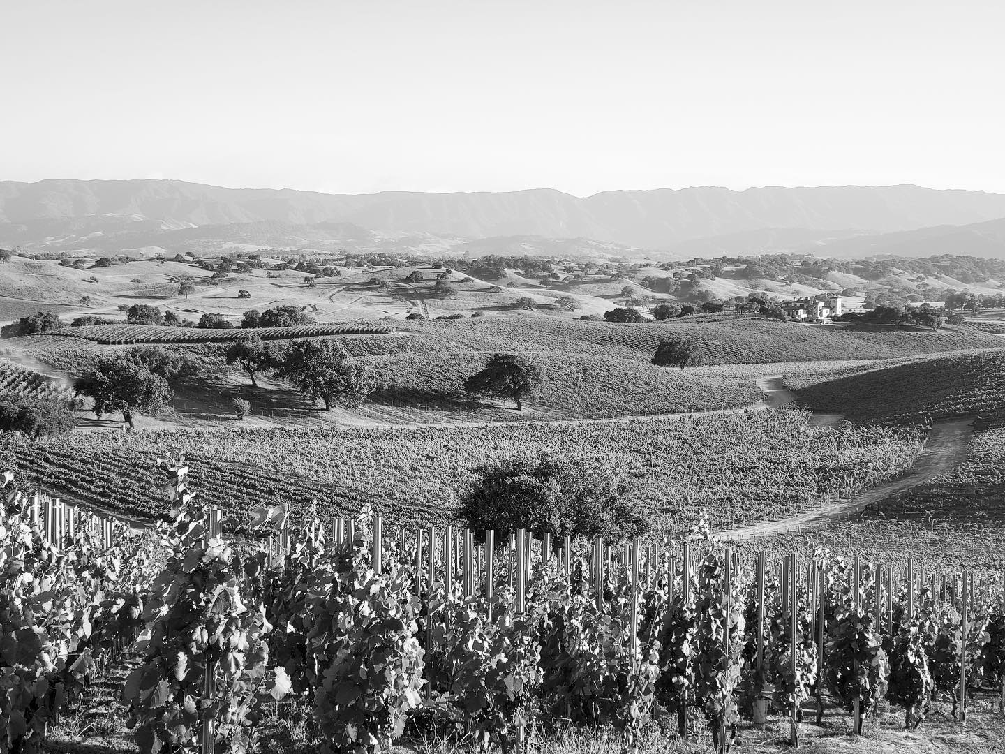 Landscape views of Stolpman Vineyards in Los Olives