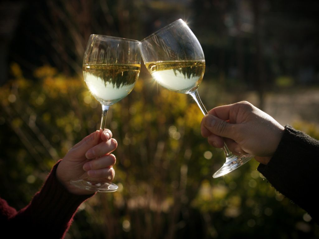 Dry Pinot Grigio wine in white wine glasses cheersing