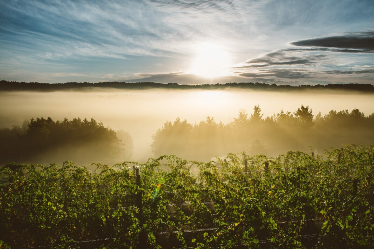 Fog rolling in over 45 North Vineyard Winery in northern Michigan