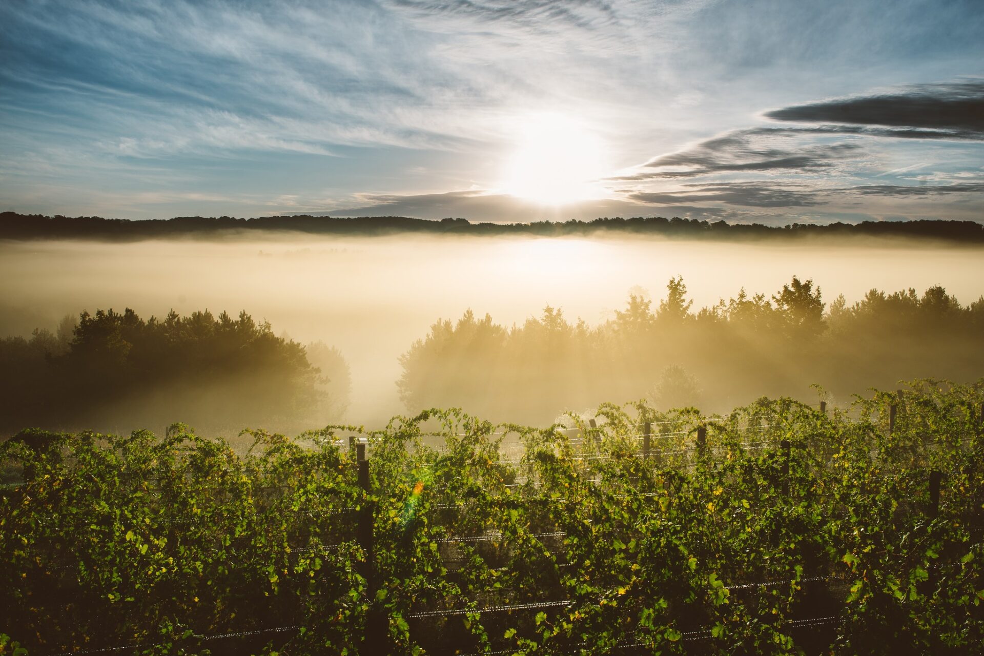 Fog rolling in over 45 North Vineyard Winery in northern Michigan
