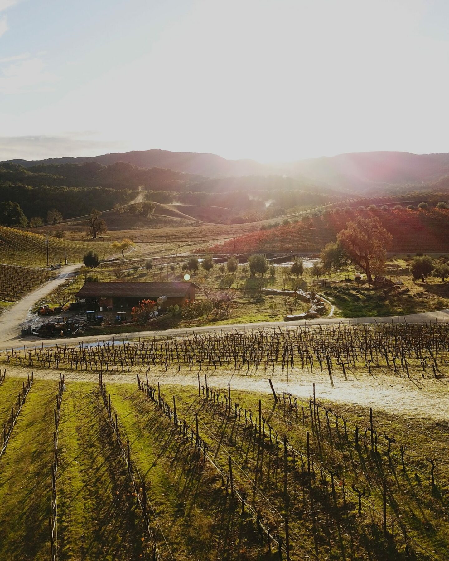 Rolling vineyard hills at sunset in Paso Robles