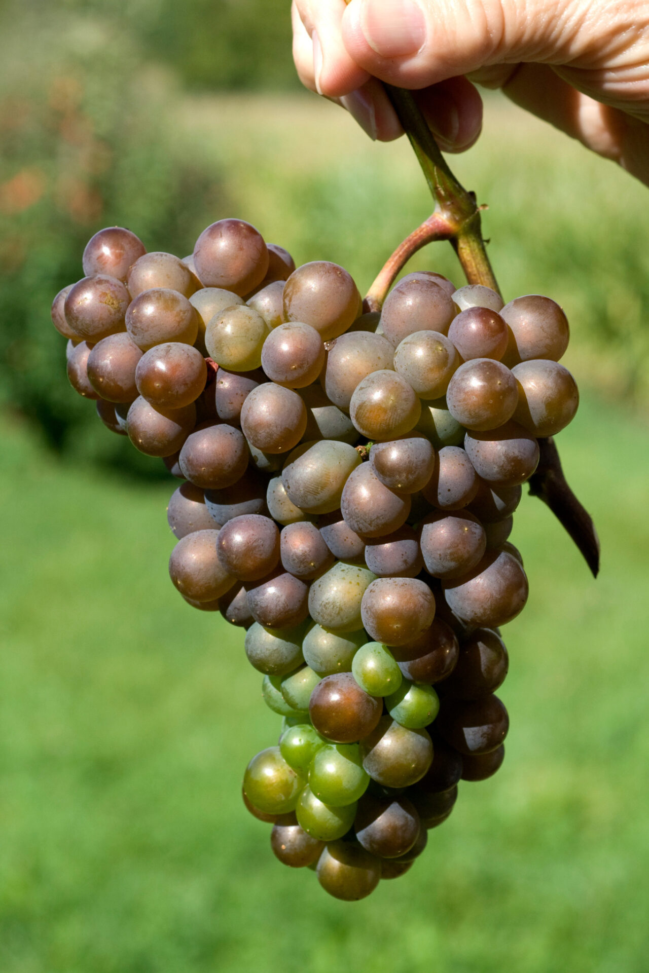 Pinot Gris/Pinot Grigio Grapes