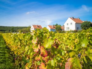 Pinot Gris vs Pinot Grigio: Unravel the Subtle Nuances - Wine with Paige