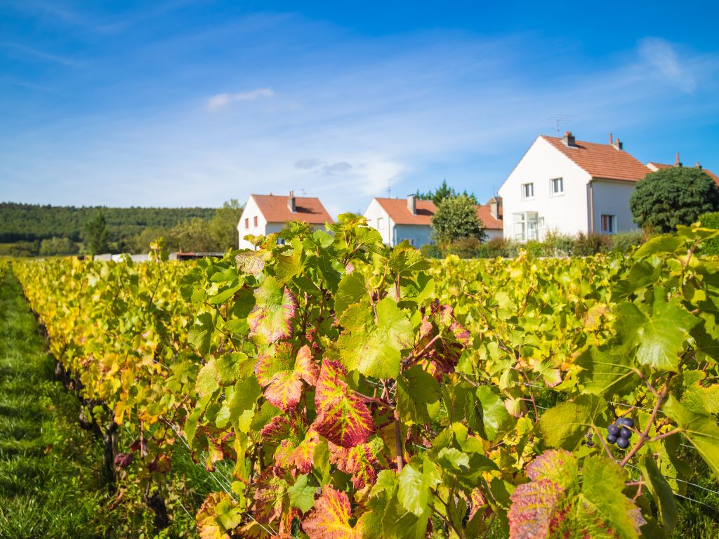 Pinot Gris vineyards in France